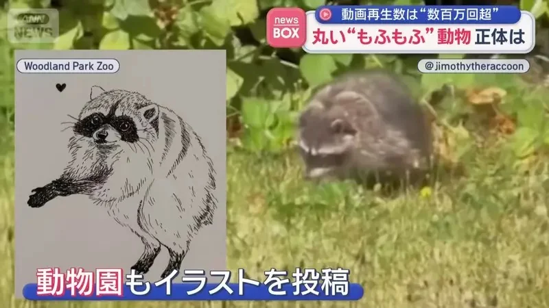 在美國西雅圖出沒的神秘生物《JIMOTHY》風靡全球的謎之動物其真面目是...｜高清图片集
