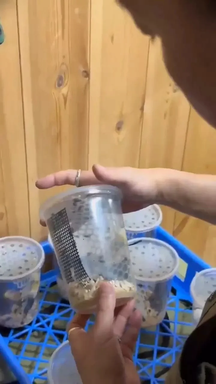 《影視作品中的蒼蠅》都是怎麼找來的？專業動物公司解說幕後的辛苦｜高清图片集