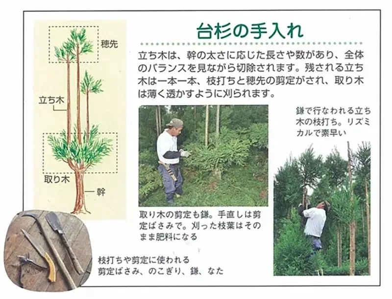 《極限競速 地平線6》玩家質疑樹木建模有BUG？原來是日本特有的台杉｜高清图片集