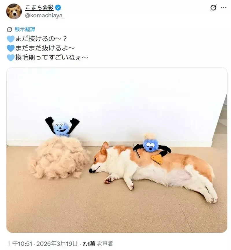柯基犬飼主的心情反饋，如果你努力勤奮的刷毛，那麼回報你的就是家裡多出一條狗｜高清图片集