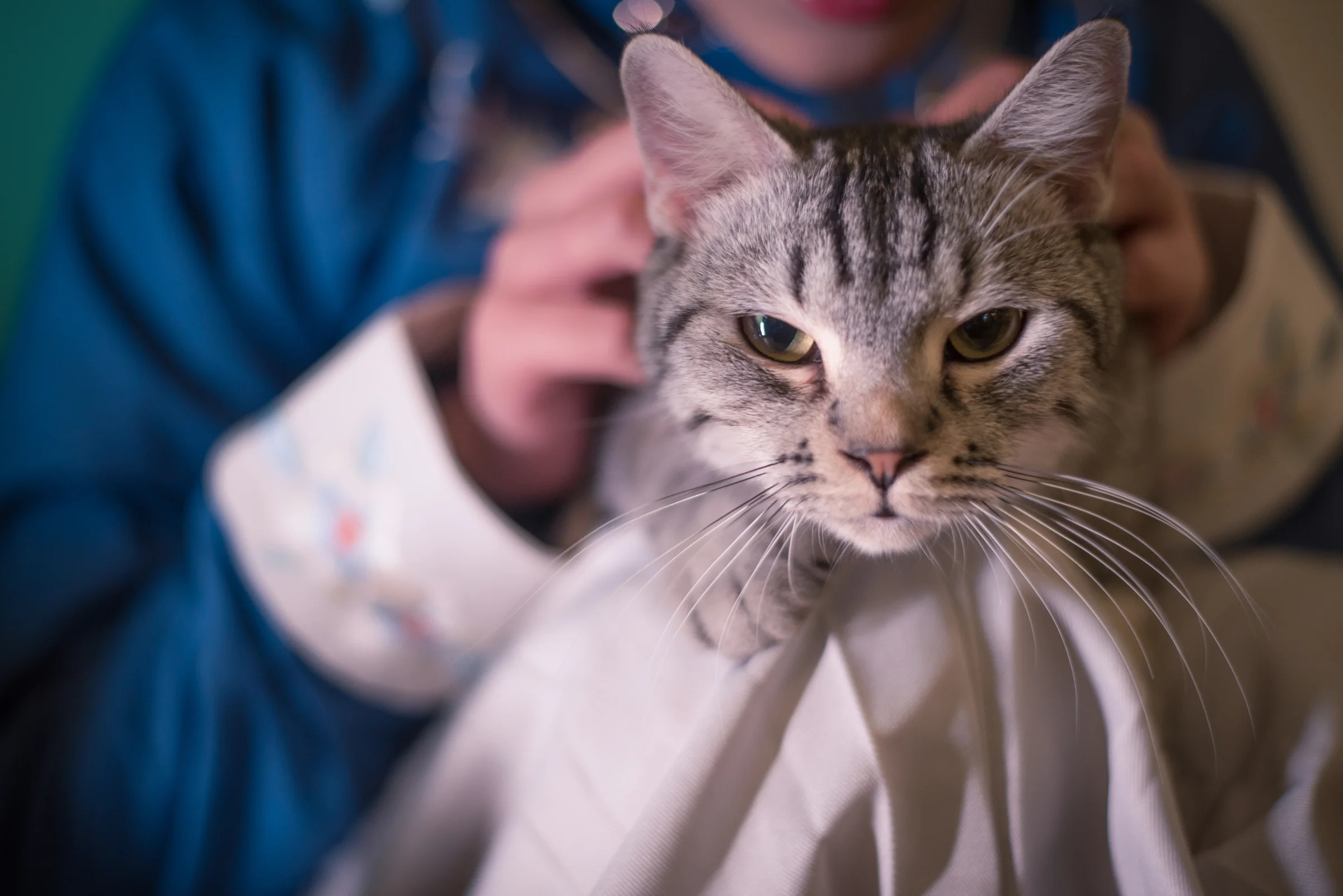 汉服日常#猫趣#｜高清图片集