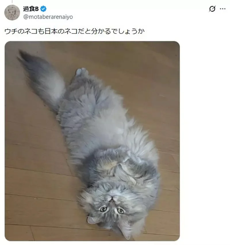 美國作家發現《看臉就能認出日本貓》飼主們紛紛貼出愛貓讓他鑑定了｜高清图片集