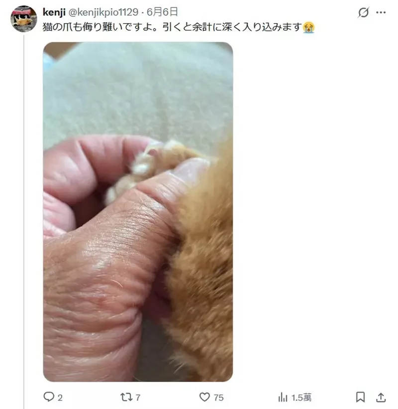 網友分享《用電動美甲機打磨拋光的黑熊爪》越覺得它漂亮就越感受到當中的恐怖(怕)｜高清图片集