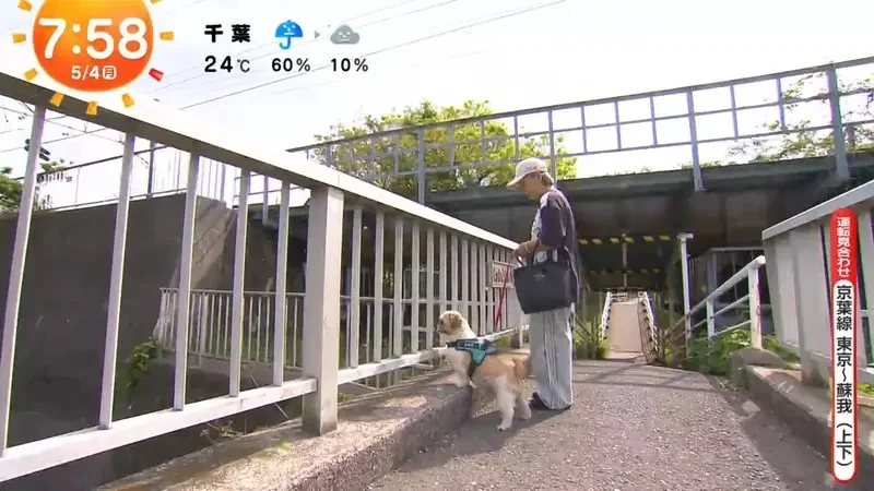 《超愛電車的西施犬》每天散步都要看到電車才滿足 電車經過還會瘋狂轉圈圈｜高清图片集