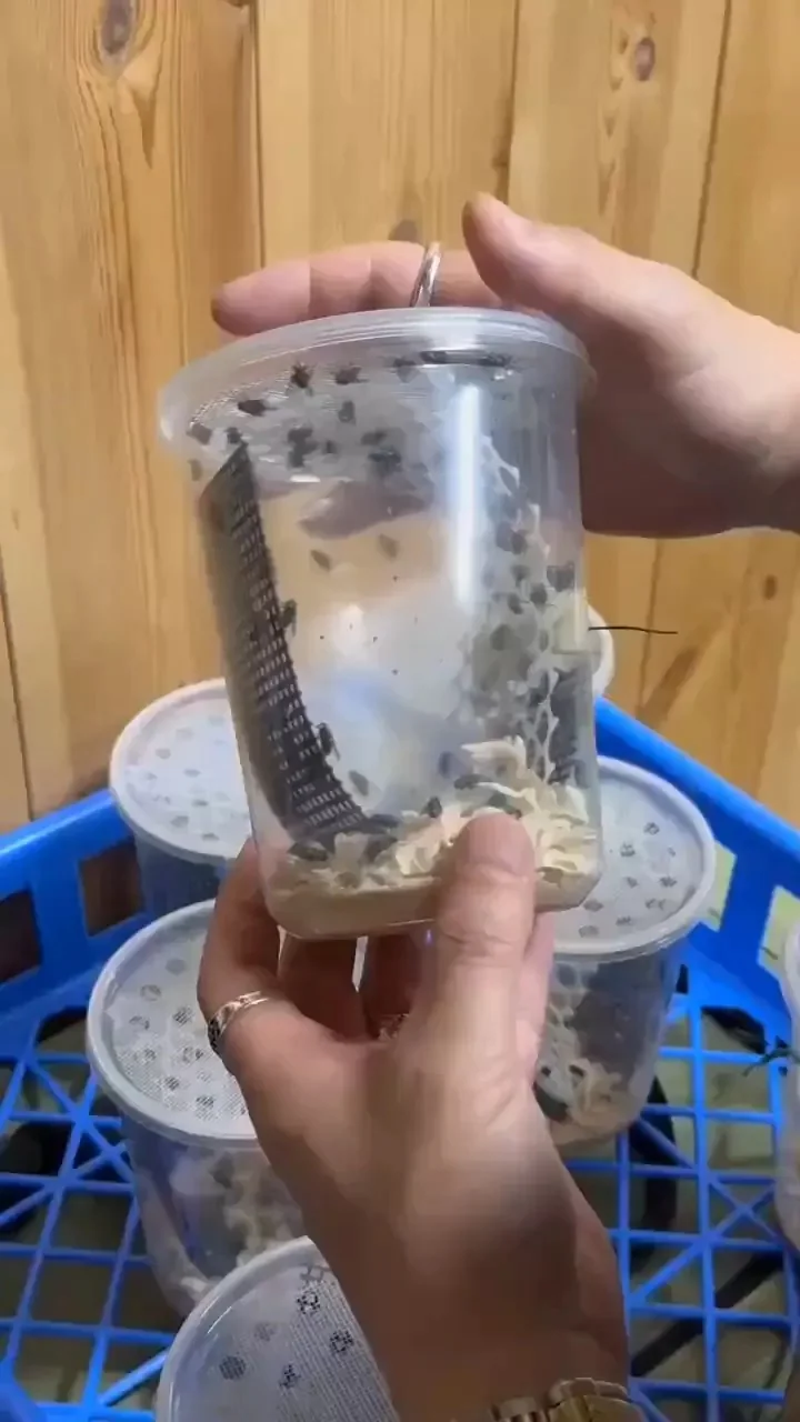 《影視作品中的蒼蠅》都是怎麼找來的？專業動物公司解說幕後的辛苦｜高清图片集