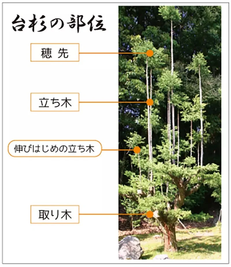 《極限競速 地平線6》玩家質疑樹木建模有BUG？原來是日本特有的台杉｜高清图片集