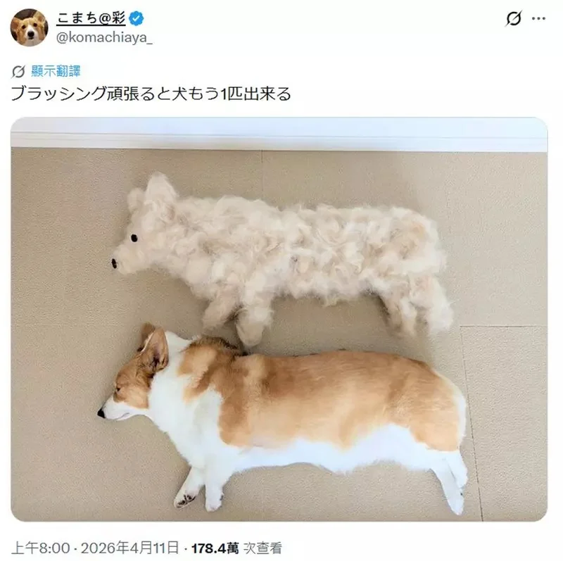 柯基犬飼主的心情反饋，如果你努力勤奮的刷毛，那麼回報你的就是家裡多出一條狗｜高清图片集