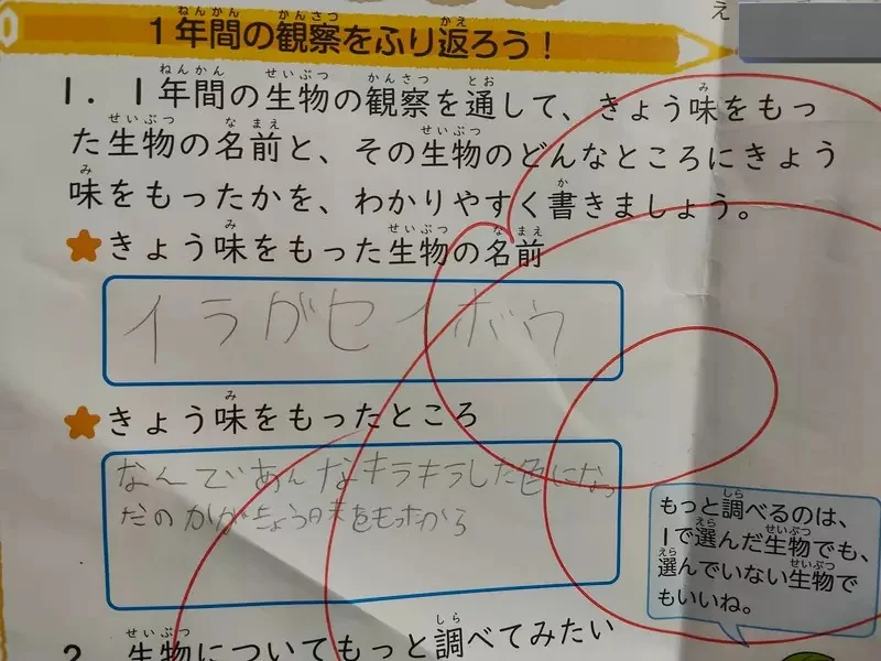 日本小學老師常畫的《神祕圖案：花丸💮》外國人看不懂以為是魚板？｜高清图片集