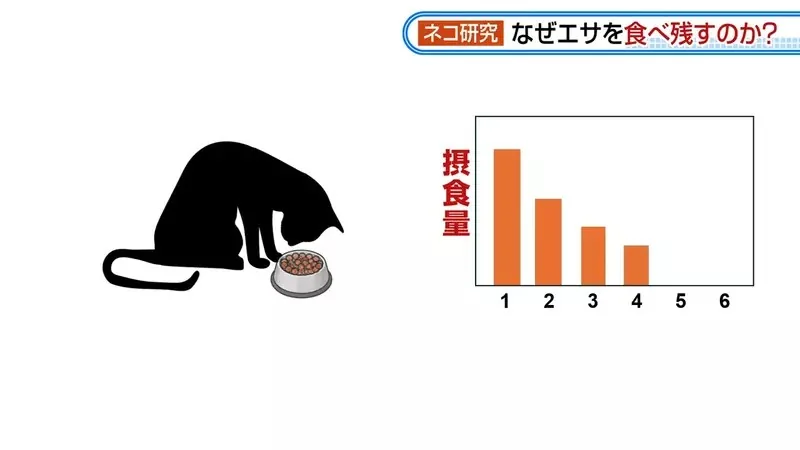 日本研究《貓咪為什麼飼料都吃剩》其實跟氣味一成不變有關係？｜高清图片集