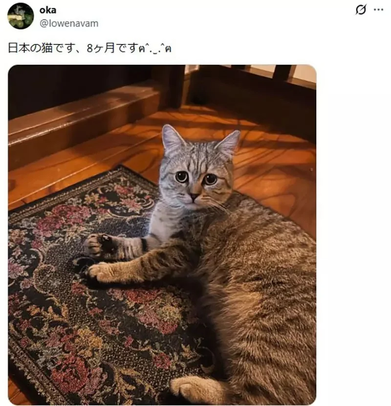 美國作家發現《看臉就能認出日本貓》飼主們紛紛貼出愛貓讓他鑑定了｜高清图片集