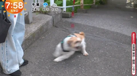 《超愛電車的西施犬》每天散步都要看到電車才滿足 電車經過還會瘋狂轉圈圈｜高清图片集