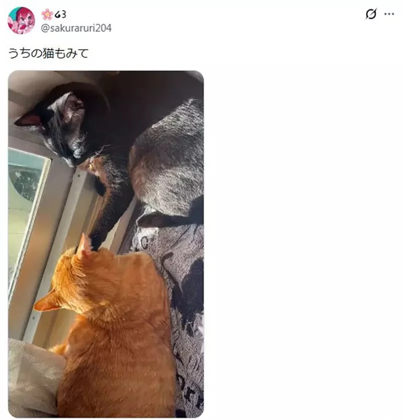 美國作家發現《看臉就能認出日本貓》飼主們紛紛貼出愛貓讓他鑑定了｜高清图片集