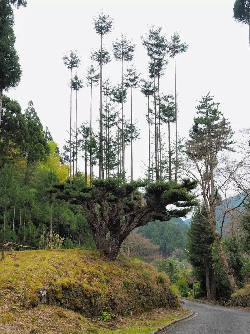 《極限競速 地平線6》玩家質疑樹木建模有BUG？原來是日本特有的台杉｜高清图片集