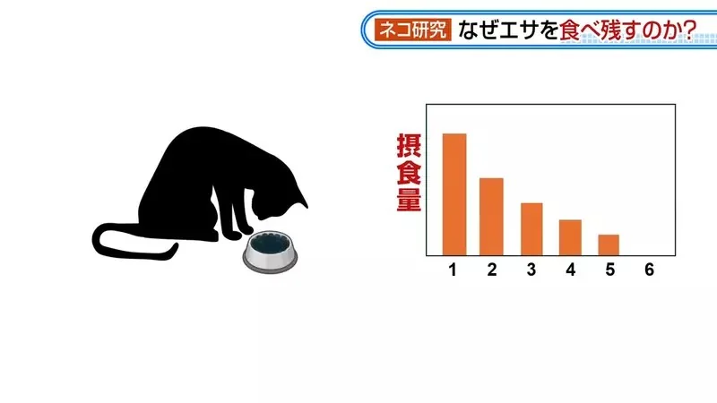 日本研究《貓咪為什麼飼料都吃剩》其實跟氣味一成不變有關係？｜高清图片集