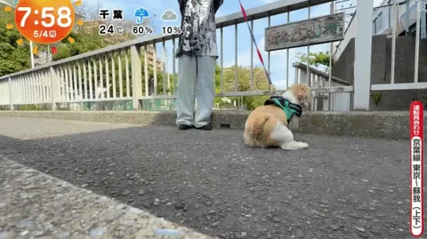 《超愛電車的西施犬》每天散步都要看到電車才滿足 電車經過還會瘋狂轉圈圈｜高清图片集