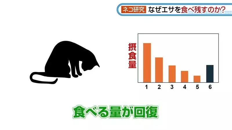 日本研究《貓咪為什麼飼料都吃剩》其實跟氣味一成不變有關係？｜高清图片集
