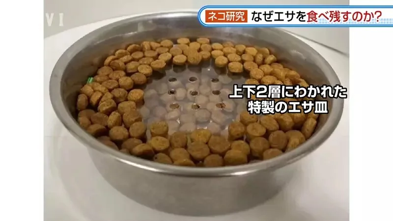 日本研究《貓咪為什麼飼料都吃剩》其實跟氣味一成不變有關係？｜高清图片集