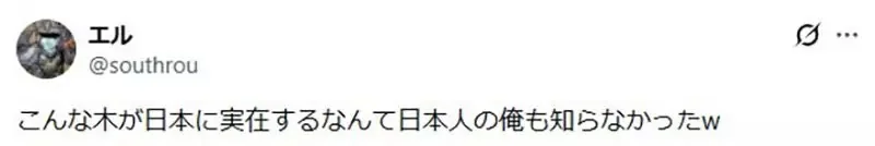 《極限競速 地平線6》玩家質疑樹木建模有BUG？原來是日本特有的台杉｜高清图片集