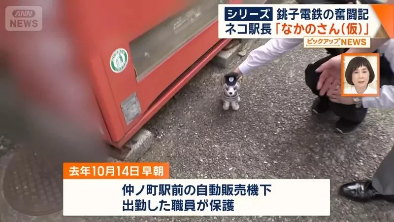 銚子電鐵《新貓咪站長上任》該不該拿掉名字裡的（暫定）成了下一個議題｜高清图片集