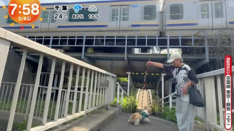 《超愛電車的西施犬》每天散步都要看到電車才滿足 電車經過還會瘋狂轉圈圈｜高清图片集