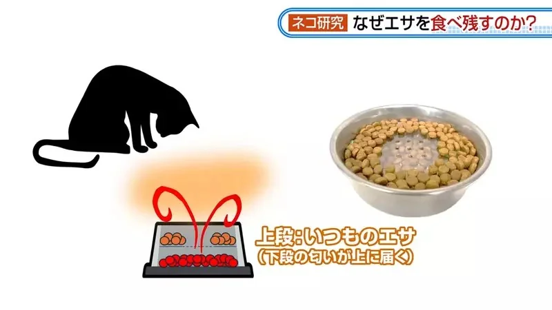 日本研究《貓咪為什麼飼料都吃剩》其實跟氣味一成不變有關係？｜高清图片集