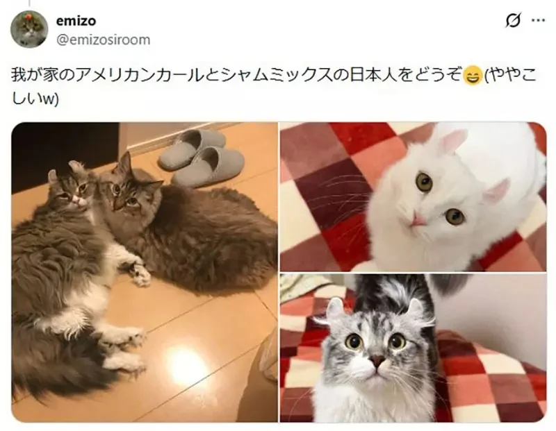 美國作家發現《看臉就能認出日本貓》飼主們紛紛貼出愛貓讓他鑑定了｜高清图片集
