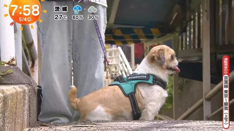 《超愛電車的西施犬》每天散步都要看到電車才滿足 電車經過還會瘋狂轉圈圈｜高清图片集