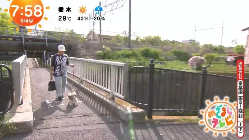 《超愛電車的西施犬》每天散步都要看到電車才滿足 電車經過還會瘋狂轉圈圈｜高清图片集