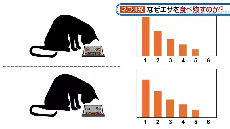日本研究《貓咪為什麼飼料都吃剩》其實跟氣味一成不變有關係？｜高清图片集