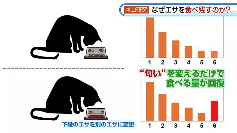 日本研究《貓咪為什麼飼料都吃剩》其實跟氣味一成不變有關係？｜高清图片集