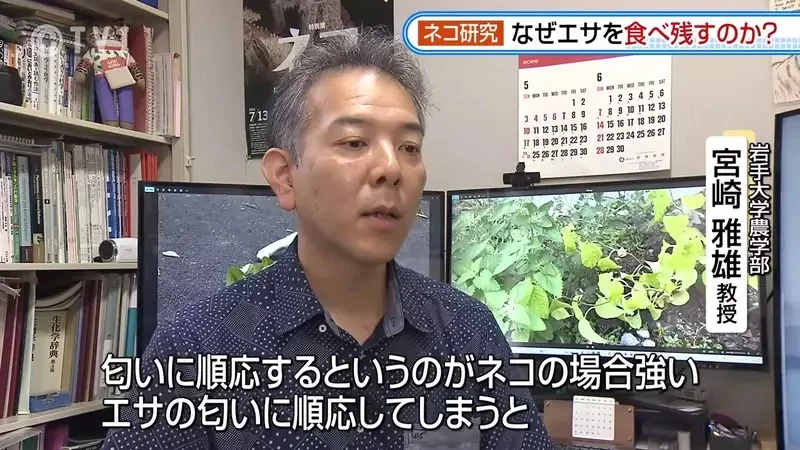 日本研究《貓咪為什麼飼料都吃剩》其實跟氣味一成不變有關係？｜高清图片集