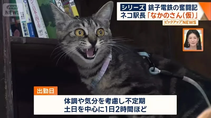 銚子電鐵《新貓咪站長上任》該不該拿掉名字裡的（暫定）成了下一個議題｜高清图片集