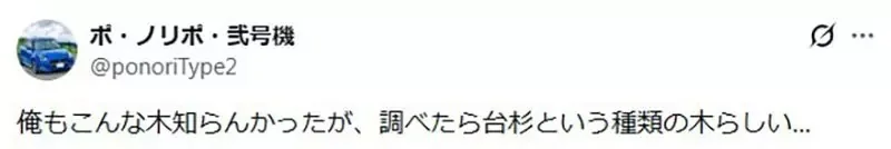 《極限競速 地平線6》玩家質疑樹木建模有BUG？原來是日本特有的台杉｜高清图片集