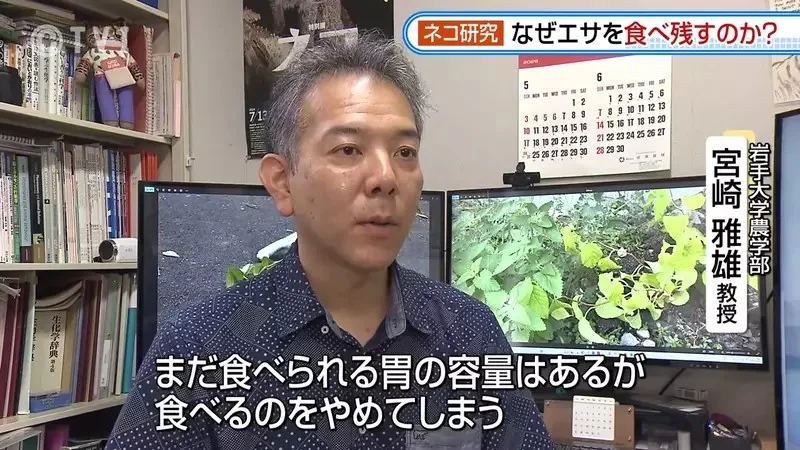 日本研究《貓咪為什麼飼料都吃剩》其實跟氣味一成不變有關係？｜高清图片集