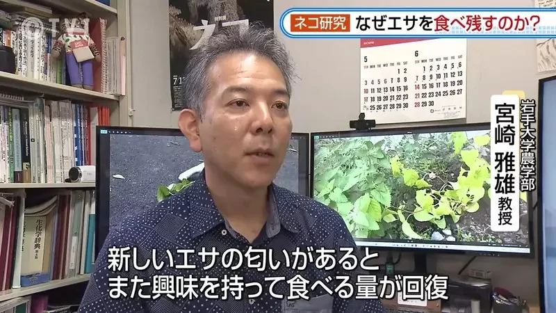 日本研究《貓咪為什麼飼料都吃剩》其實跟氣味一成不變有關係？｜高清图片集