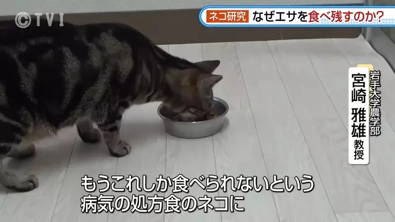 日本研究《貓咪為什麼飼料都吃剩》其實跟氣味一成不變有關係？｜高清图片集