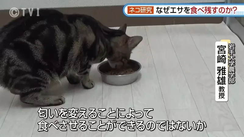 日本研究《貓咪為什麼飼料都吃剩》其實跟氣味一成不變有關係？｜高清图片集