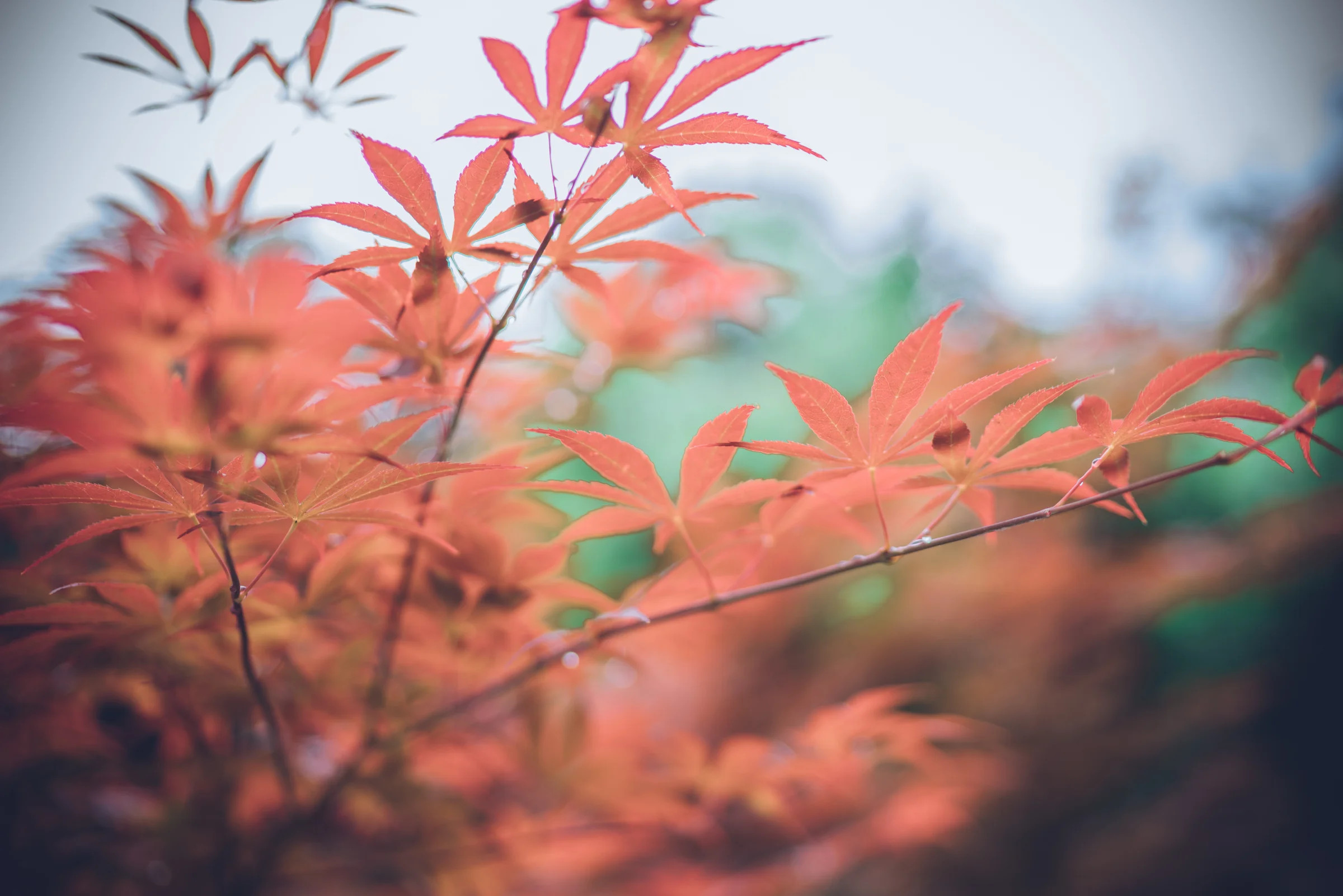 汉服｜高清图片集