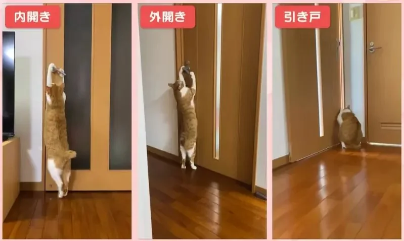 《可以開任何門的貓》都不用特別開小洞給牠，整個家貓貓進出完全自由｜高清图片集