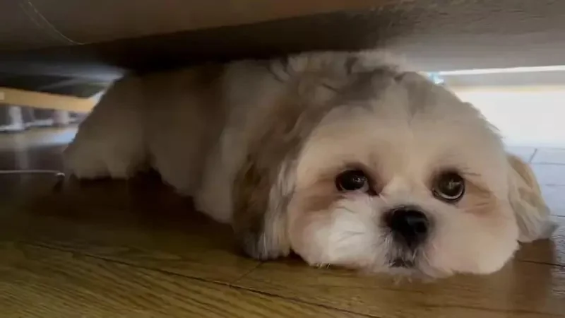 引爆全日本飼主瘋狂的《謎之狗叫聲》所有狗狗聽到都會做出超可愛反應｜高清图片集