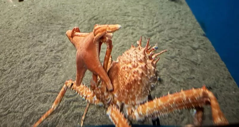 《舉起海星的螃蟹》日本水族館的擬人面蟹爆紅 不是巧合而是真的有這種興趣？｜高清图片集