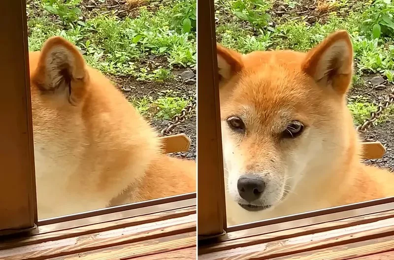 《雙眼皮超明顯柴犬》眼睛深邃有神的柴柴在網路引發話題｜高清图片集