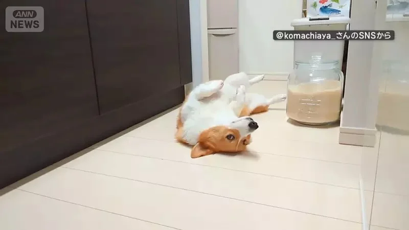 喜歡堅守在冰箱前的柯基犬 想要開冰箱拿個東西還得挪開...然後在放回去XD｜高清图片集