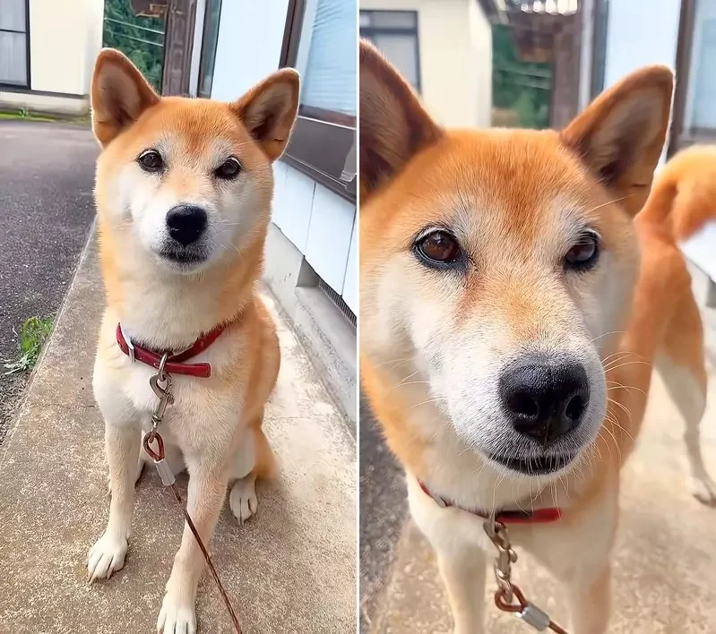 《雙眼皮超明顯柴犬》眼睛深邃有神的柴柴在網路引發話題｜高清图片集