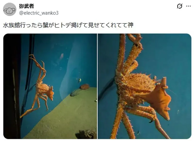 《舉起海星的螃蟹》日本水族館的擬人面蟹爆紅 不是巧合而是真的有這種興趣？｜高清图片集