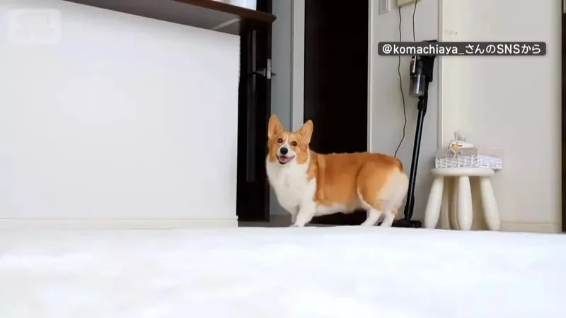喜歡堅守在冰箱前的柯基犬 想要開冰箱拿個東西還得挪開...然後在放回去XD｜高清图片集