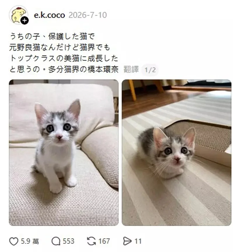 大概就是《貓界的橋本環奈》網友分享前浪貓讓人陶醉的成長歷程｜高清图片集