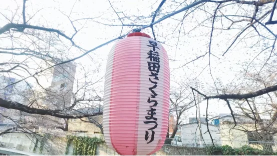 拒绝假樱花！日本东京正确赏樱攻略｜高清图片集