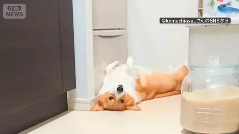 喜歡堅守在冰箱前的柯基犬 想要開冰箱拿個東西還得挪開...然後在放回去XD｜高清图片集