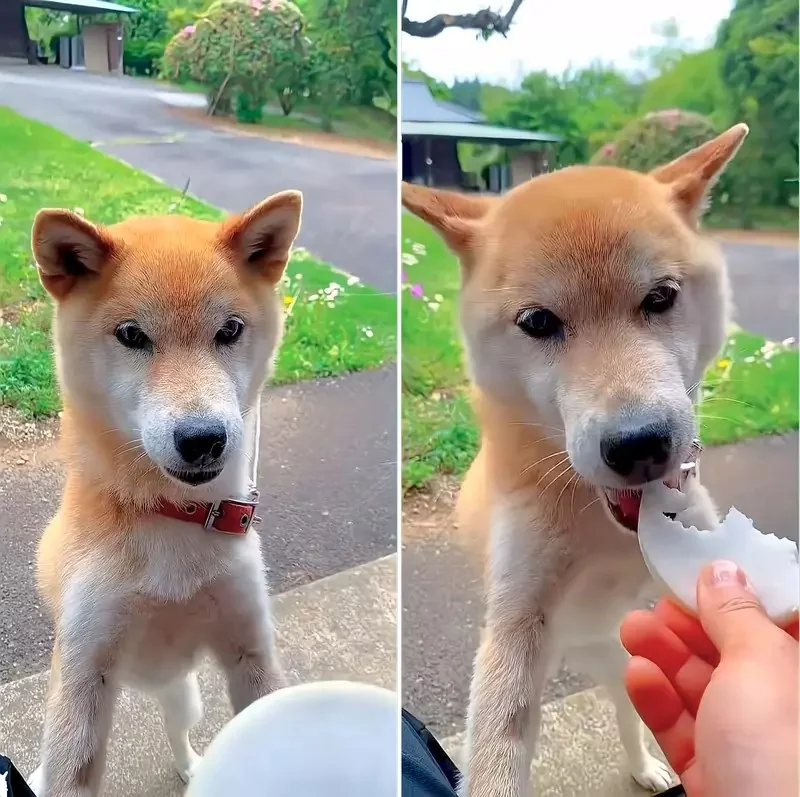 《雙眼皮超明顯柴犬》眼睛深邃有神的柴柴在網路引發話題｜高清图片集